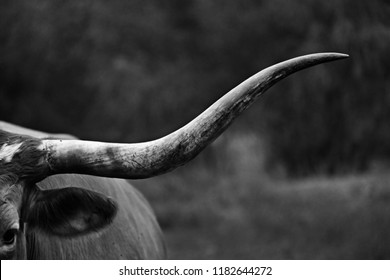 Large Texas Longhorn shows grit of horns closeup on rural farm.  Black and white cow portrait.