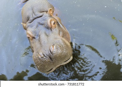 Large Thick Behemoth In Water