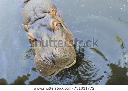 large thick behemoth in water