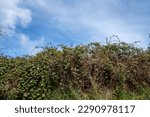 A large thicket of invasive Himalyan blackberry brambles, Vancouver Island, BC, Canada.