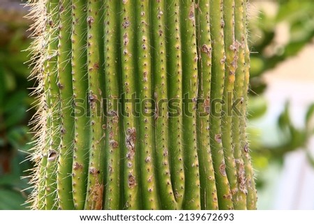 A large and thorny cactus grows in a city park in northern Israel. Cactus close-up.
