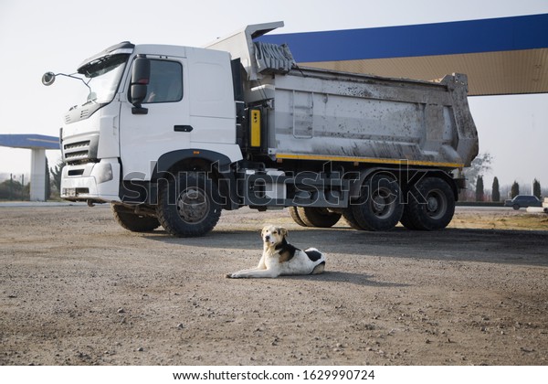 A large three-masted dog lies on the\
ground and guards a large dump truck with a white cab, which stands\
behind it. Sunny day, focus on the dog -\
guard