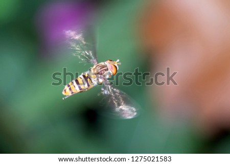 Similar – Hoverfly kisses blossom