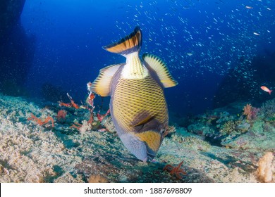 640 Titan triggerfish Images, Stock Photos & Vectors | Shutterstock