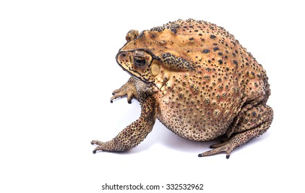 Large Toad Venom From Thailand On White Background.