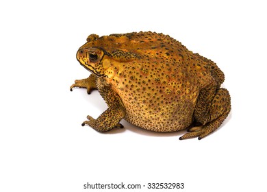 Large Toad Venom From Thailand On White Background.