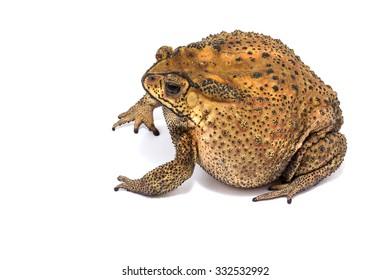 Large Toad Venom From Thailand On White Background.