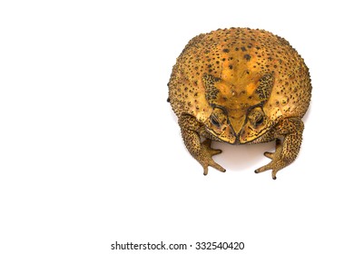 Large Toad Venom From Thailand On White Background.