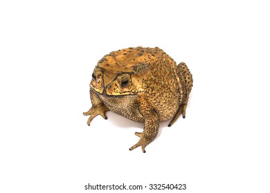 Large Toad Venom From Thailand On White Background.