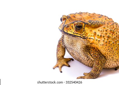 Large Toad Venom From Thailand On White Background.