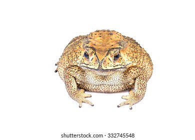 Large Toad Venom From Thailand On White Background.