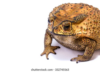 Large Toad Venom From Thailand On White Background.