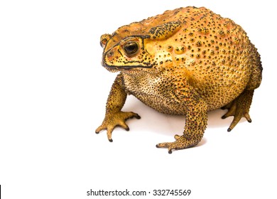 Large Toad Venom From Thailand On White Background.