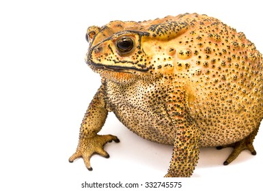 Large Toad Venom From Thailand On White Background.