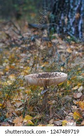 A large toadstool in autumn forest