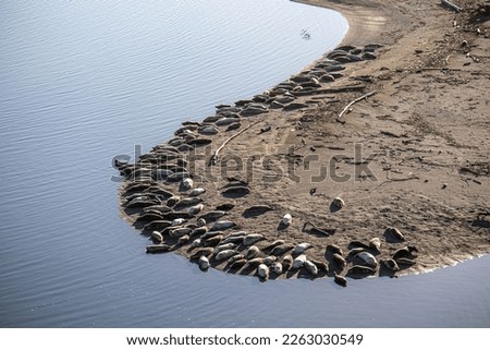 Large Top view of a colony of California sea lions  sunbathing on the beach shot with long lense (300MM)