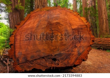 Large toppled redwood in Northern California
