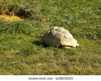 A Large Tortoise Crawls Across The Tall, Grassy Field.