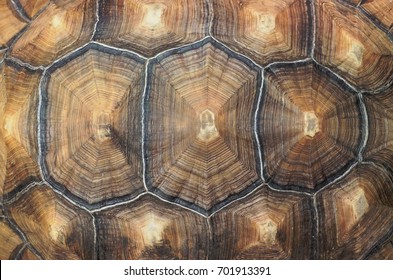 Large Tortoise Shell