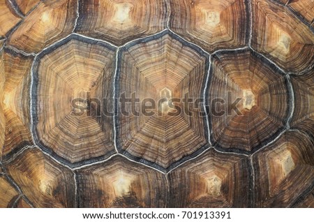 Large tortoise shell