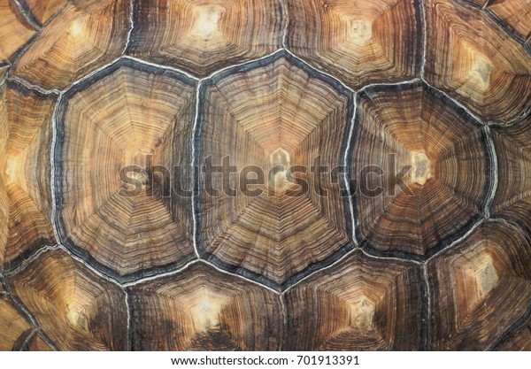 Large tortoise\
shell