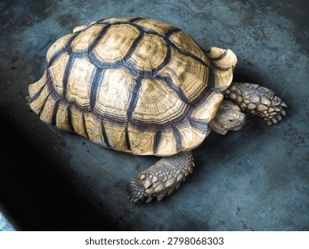 A large tortoise with a textured, domed shell rests on a muted, textured surface, showcasing its ancient reptilian form.