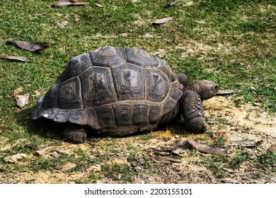 22,667 Tortoise grass Images, Stock Photos & Vectors | Shutterstock