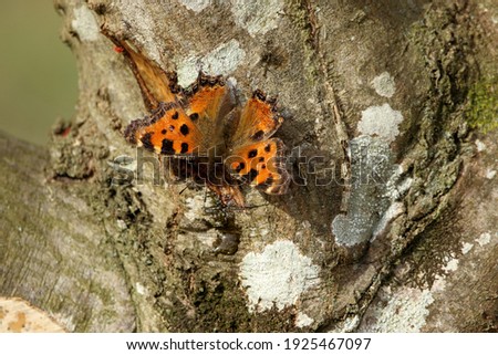 Large tortoiseshell butterfly (Nymphalis polychloros) on a tree trunk.