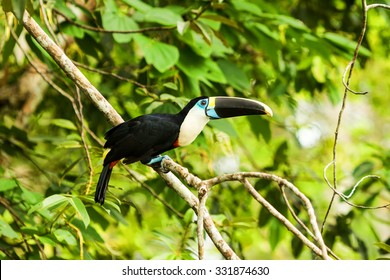 Large Toucan Bird Shot In The Wild In Amazon Basin