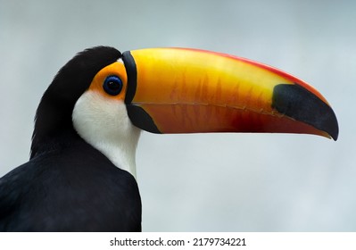 1,524 Toucan profile Images, Stock Photos & Vectors | Shutterstock