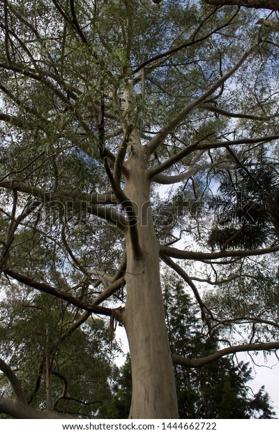 Large Towering Gum Tree Eucalyptus Stock Photo 1444662722 | Shutterstock