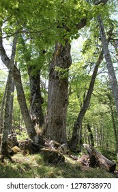 Large towering tree