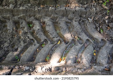 Large Tractor Tire Imprint On Wet Forest Soil. Top View, Tire Tracks, No People.