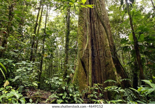 Large Tree Amazon Rainforest Stock Photo (Edit Now) 4649152