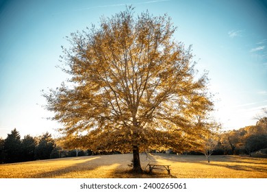 Large Tree back lit at sunset