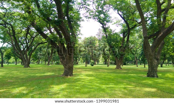 Large Tree Background View Forest Lawn Stock Photo 1399031981 ...