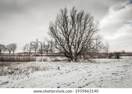 Large tree with bare branches on the snowy shore of a Dutch lake. The sky is covered with dark clouds. It is really winter now.