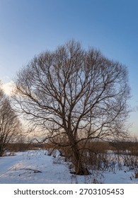 Large tree with bare branches stands in a snowy field. The sky is clear and blue, and the sun is setting, casting a warm glow over the scene. The tree's bare branches contrast with the snow