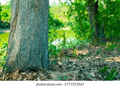 Large tree base in the woods during summer, peaceful forest landscape