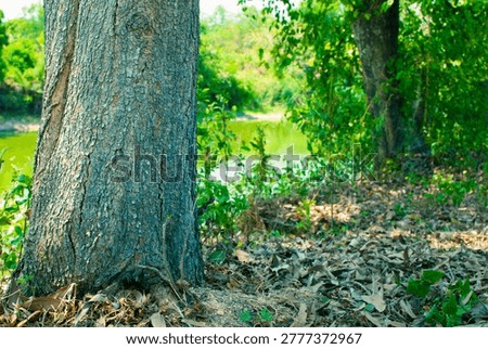 Large tree base in the woods during summer, peaceful forest landscape