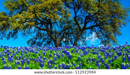 Large Tree behind Spring time Bluebonnet Flowers blooming on a nice sunny day in Central Texas Hill Country outside of Austin, Texas