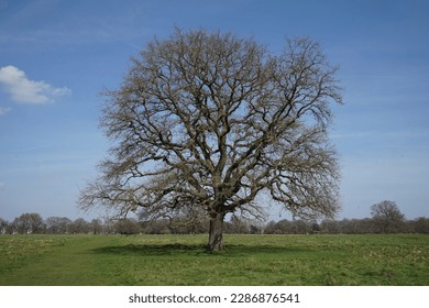 large tree in big field in the spring sun      