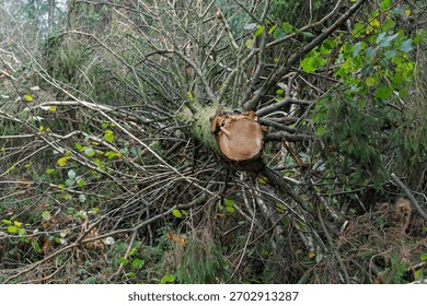 A large tree branch has fallen on the ground. The branch is covered in leaves and has a large hole in the middle. The scene is dark and moody, with the fallen branch creating a sense of danger