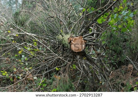 A large tree branch has fallen on the ground. The branch is covered in leaves and has a large hole in the middle. The scene is dark and moody, with the fallen branch creating a sense of danger