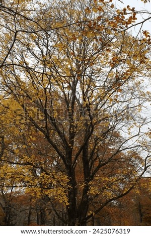 A large tree with branches of dark brown and golden yellow leaves and a touch of red leaves with a grayish white background.