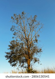 Large tree branches stretching into a clear blue sky with warm sunligh