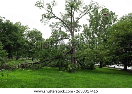 A large tree broken and split after a storm, marked with yellow caution tape in a public park. Dramatic natural damage scene, useful for climate, weather, or safety concepts.