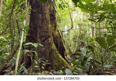 buttress roots in the tropical rainforest