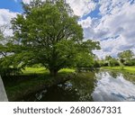 Large tree by river with reflections in water