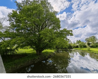 Large tree by river with reflections in water